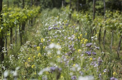 Il sovescio in una vigna della Colombaia Il sovescio in una vigna della Colombaia