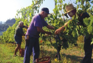 Vignaioli 3