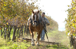 fattoria-castellina-cavallo Lavorazione della vigna alla Fattoria Castellina