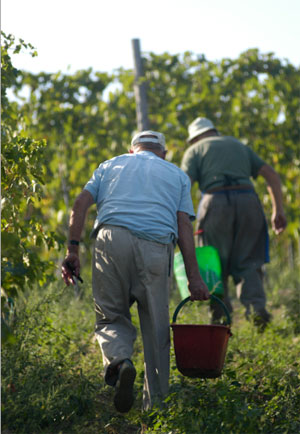 fattoria-castellina-vendemmia Vendemmia a Fattoria Castellina