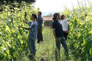 la-cerreta-vendemmia