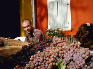 Gabriele da Prato durante la vendemmia a Podere Concori