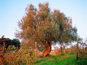 san-martino-ulivo
