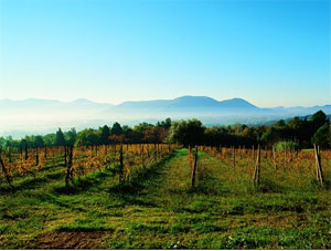 san-martino-vigneto