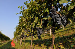 trepoggi-vigna-rossa Vigneto dell'azienda agricola i Tre Poggi (Piemonte)