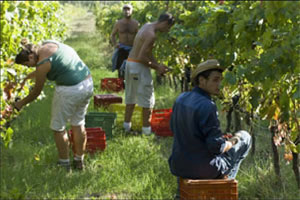 valgiano-vendemmia