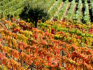 vigna-montemarino