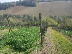CIMG0566 I vigneti di Vigneto San Vito sui Colli Bolognesi