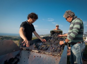 tenute-dettori-cernita-uva-vendemmia La cernita dell'uva in vendemmia nelle Tenute Dettori
