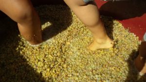 pigiatura Grechetto 2015